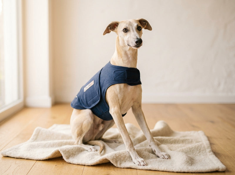 敏感な犬のストレスケア・安心グッズ4選|タイプ別ガイド【2026年最新】