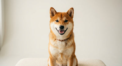 柴犬の飼い方完全ガイド｜性格・しつけ・抜け毛対策・費用まで徹底解説【2026年最新】